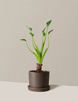 Alocasia Tiny Dancer
