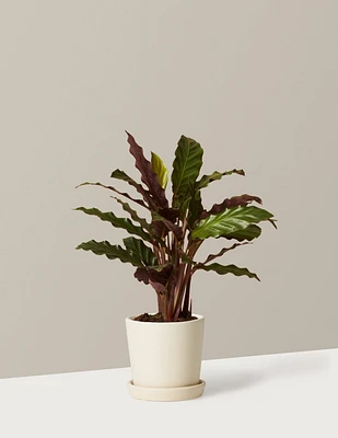Calathea Wavestar