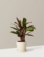 Calathea Wavestar