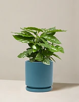 Coffee Plant