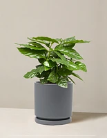 Coffee Plant