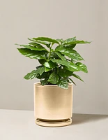 Coffee Plant