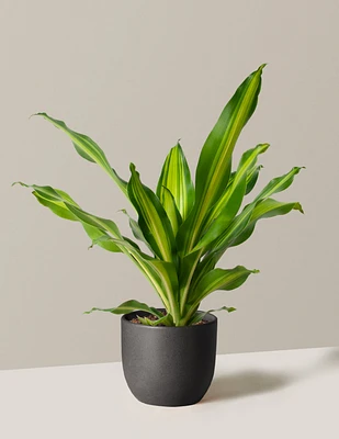 Dracaena Giganta