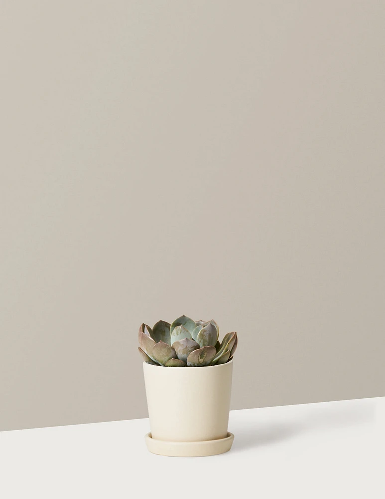 Echeveria Garotto