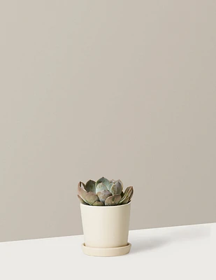 Echeveria Garotto