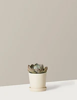 Echeveria Garotto