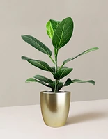 Ficus Audrey Tree