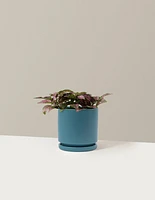 Pink Polka Dot Plant