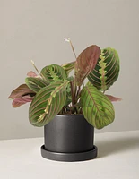 Maranta Red