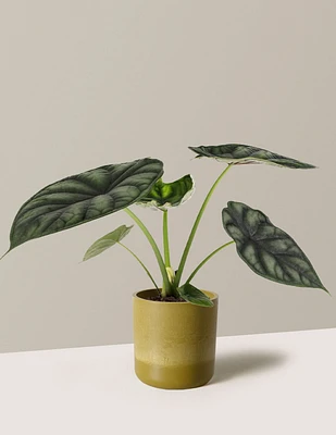 Alocasia Dragon Scale