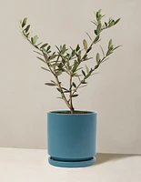 Olive Tree