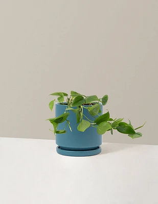 Heartleaf Philodendron