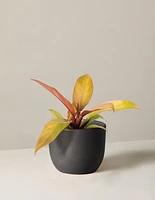 Philodendron Prince of Orange