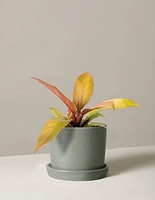 Philodendron Prince of Orange