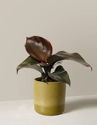 Philodendron Red Heart