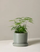 Plumosa Fern