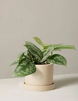 Satin Pothos