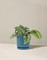 Satin Pothos