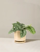 Satin Pothos