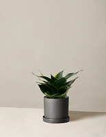 Snake Plant ‘Hahnii’