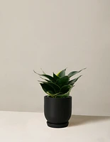 Snake Plant ‘Hahnii’