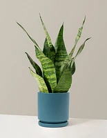 Snake Plant Zeylanica