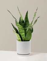 Snake Plant Zeylanica