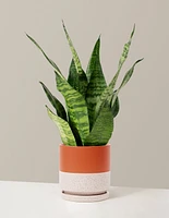 Snake Plant Zeylanica