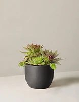 Mixed Succulent
