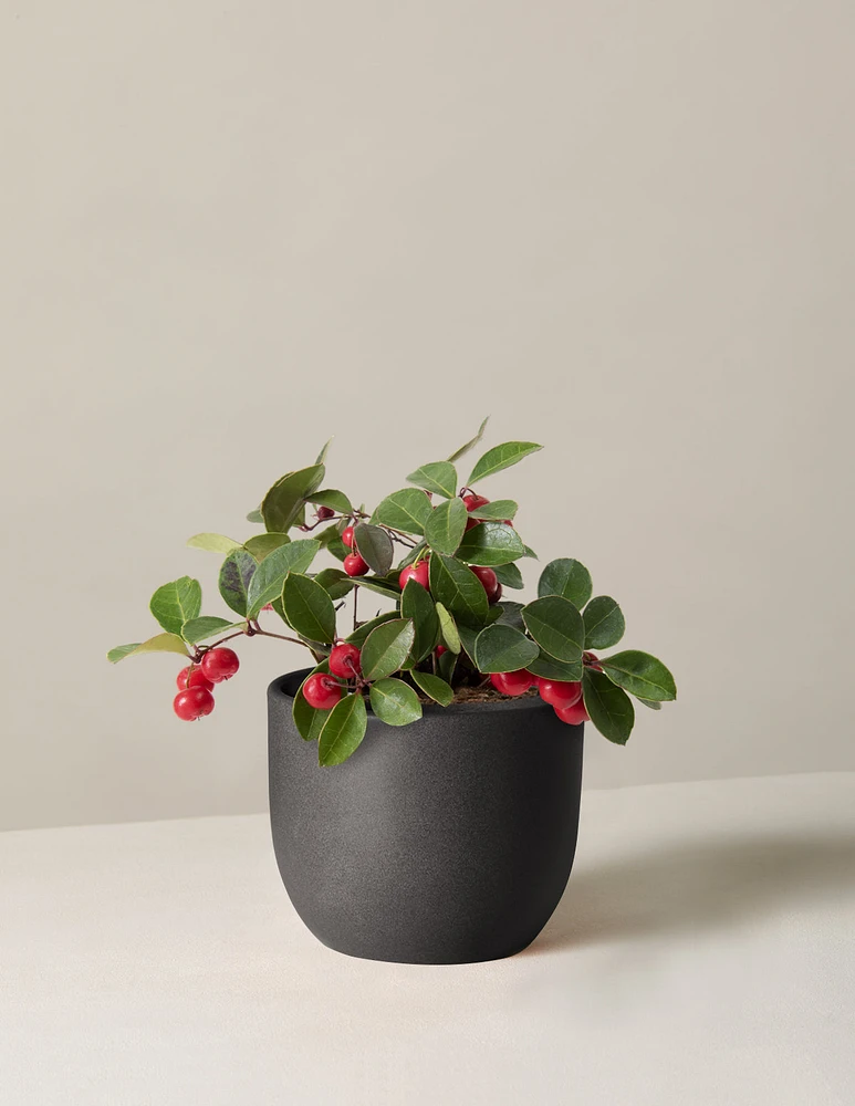 Wintergreen Cherry Berries