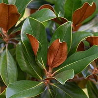 Teddy Bear® Southern Magnolia