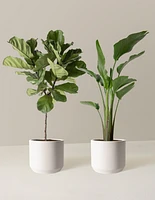 Top-Seller Duo