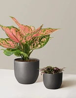 Touch of Pink Duo