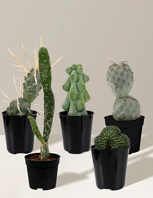 Mini Rare Cactus Bundle