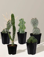 Mini Rare Cactus Bundle