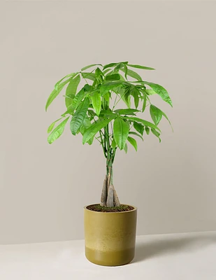 Money Tree Plant