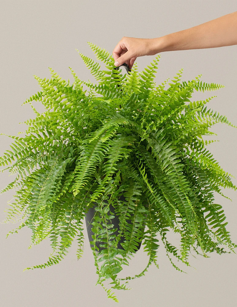 Large Boston Fern Hanging Basket