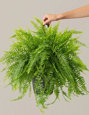 Large Boston Fern Hanging Basket