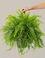 Large Boston Fern Hanging Basket