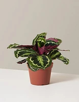 Calathea Medallion