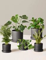 The Favorite 5 Bundle