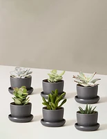 Succulent Assortment
