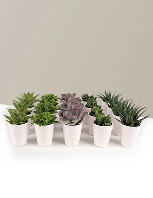 Succulent Party Pack, Set of 20