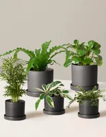 Pet-Friendly Plant Parent Set with Planters