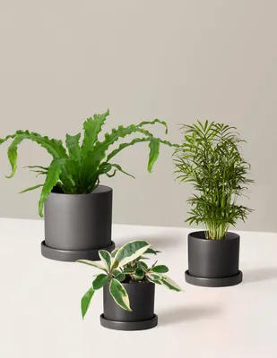 Pet-Friendly Plant Parent Set with Planters