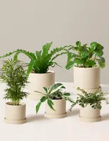 Pet-Friendly Plant Parent Set with Planters