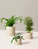 Pet-Friendly Plant Parent Set with Planters