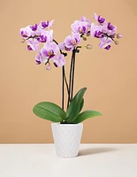 Mini Orchid