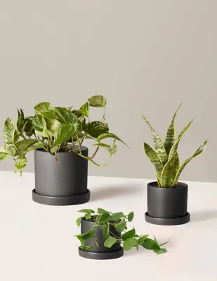 Pet&Friendly Plant Parent Set w/Planters | Hyde - The Sill