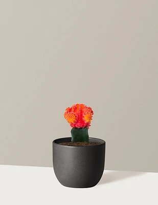 Moon Cactus